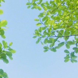 才丹