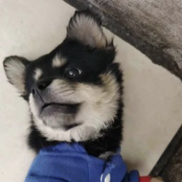 富香宁